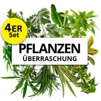 er Set Pflanzenueberraschung PflanzePlus de