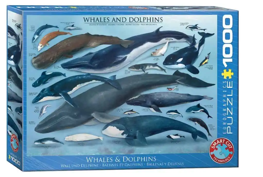 Eurographics Whales and Dolphins Puzzle (1.000 Teile, 68x48cm) für 10,96 € inkl. Versand [nur noch 5 Stück] statt 17,66 €