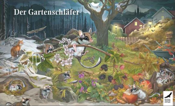 Poster Ausmalbild „Der Gartenschlaefer – Alle Publikationen in Druckformat und zum Downloaden – Deutsche Wildtier Stiftung