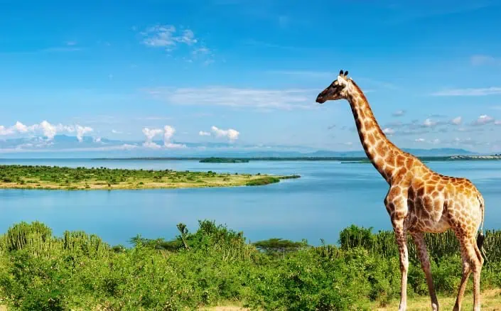 Günstige Flüge nach Uganda 🦒🦍 Hin/ Rücklüge ab 370,00 €