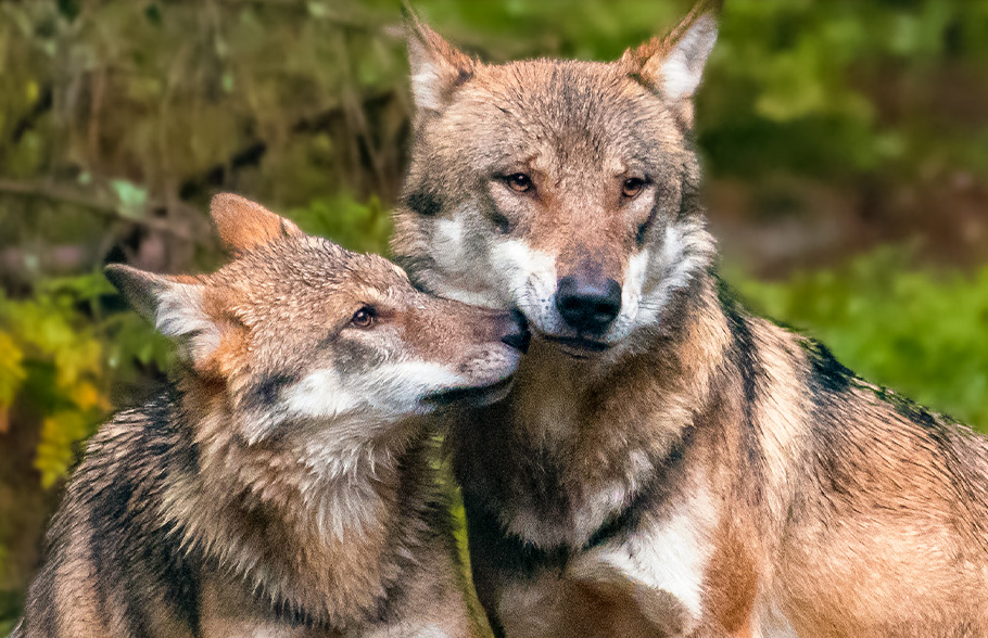 10-Rabatt-Auf-Das-Gesamte-Sortiment-Wolfsblut-09-22-2024 01 11 Pm