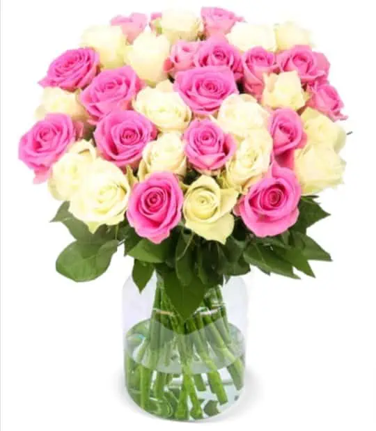 Blumenstrauß CottonCandy mit 35 weiß-pinke Rosen für 26,98 € inkl. Versand 🌹 🌹 🌹