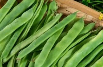 Gruene flache breite Bohnen kinderleicht zubereiten Rezept