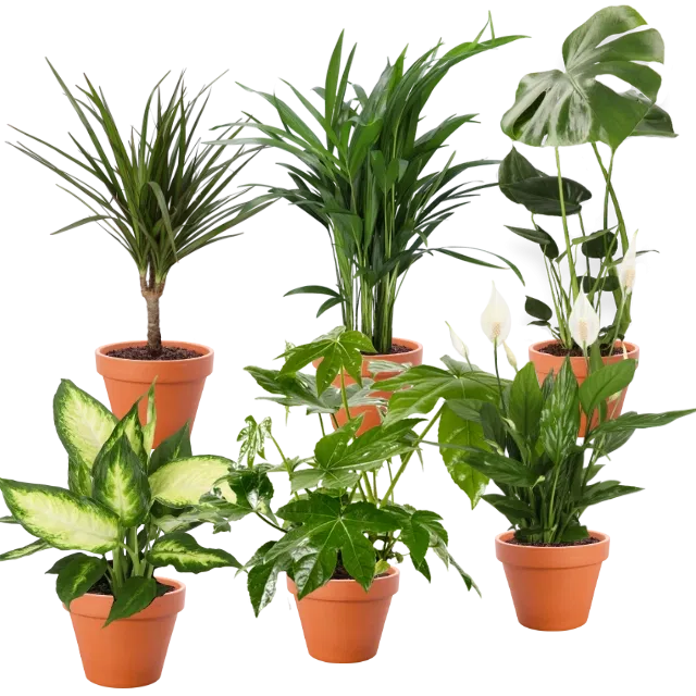6er-Set Pflanzen 🌿  (Monstera, Dieffenbachie, Einblatt, Goldfruchtpalme, Drachenbaum, Zimmeraralie) für 27,48€ inkl. Versand