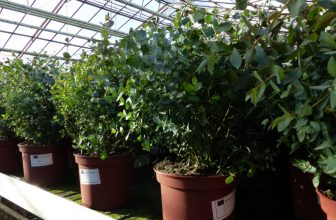 XXL Eucalyptus Gunni Gunnii Busch Eukalyptusbaum cm Pflanze winterhart eBay