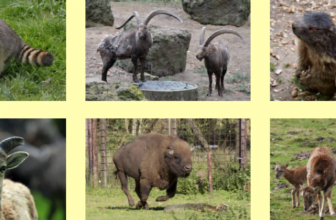 Mehr über den Wildpark Gangelt Impressionen