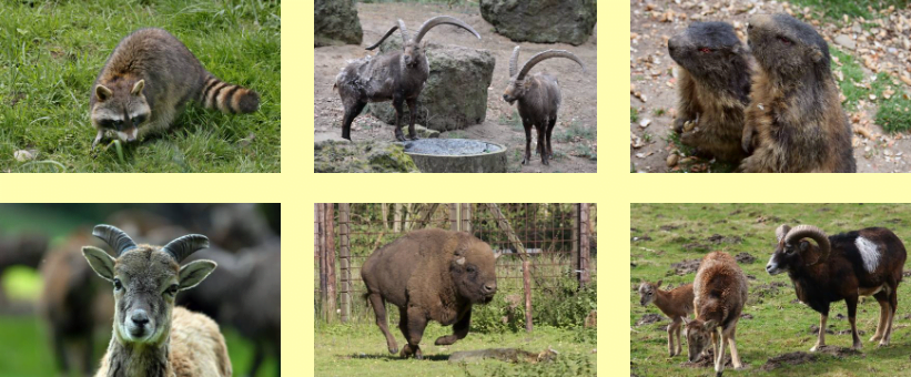 Freier Eintritt für Kinder bis 15 Jahre im Wildpark Gangelt vom 30.09.-22.10.2023
