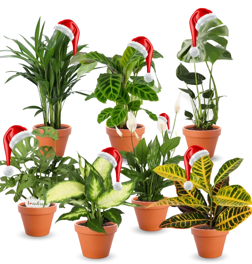 7er-Set Pflanzen inklusive Monstera für nur 28,98€ inkl. Versand statt 59,99€