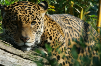 Dein-Zoobesuch-Zoologischer-Garten