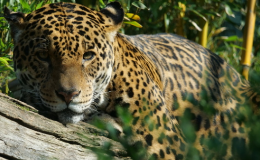 Dein-Zoobesuch-Zoologischer-Garten