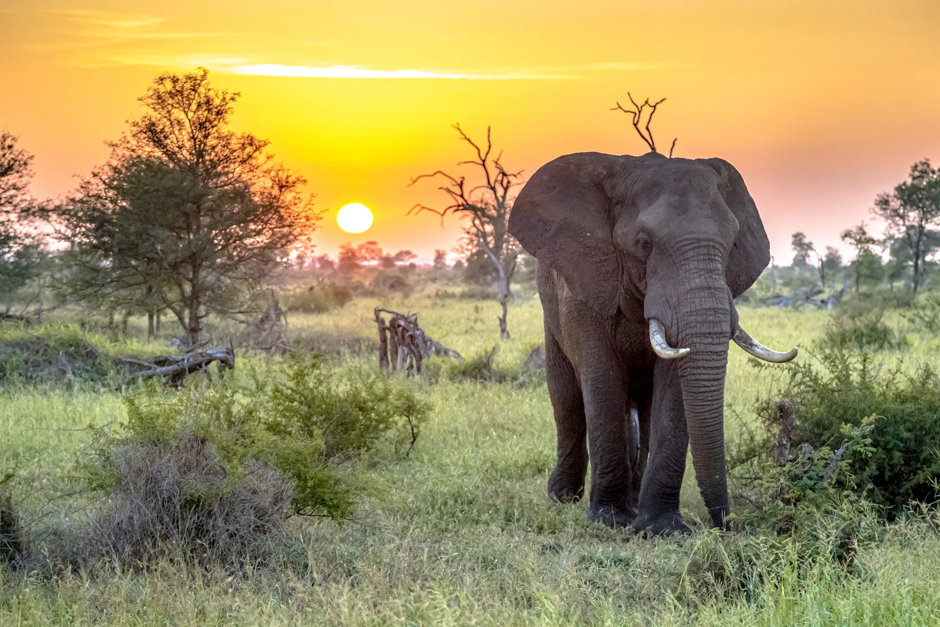 Südafrika Roadtrip 🐘 🇿🇦 17-tägige Rundreise mit Krüger NP, Kapstadt & mehr inkl. Flügen, Mietwagen & Unterkünften ab 1799 €