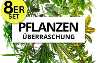 8er-Set Pflanzenüberraschung Zufallsmix