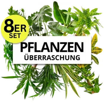 8er-Set Pflanzenüberraschung Zufallsmix