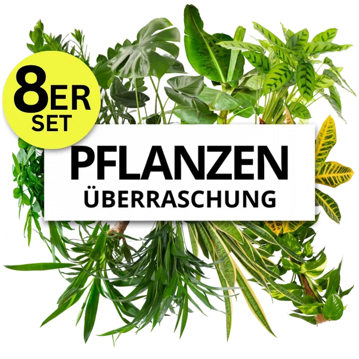 8Er-Set Pflanzenüberraschung Zufallsmix