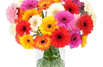 33 bunte Gerbera für nur 25,48 € inkl. Versand