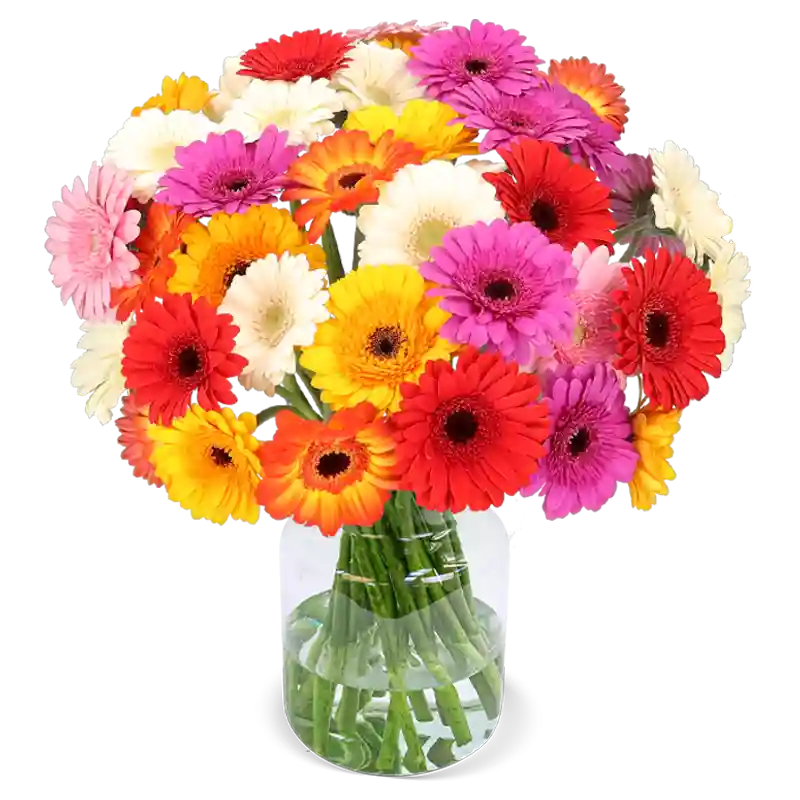 33 bunte Gerbera für nur 25,48 € inkl. Versand