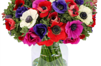 50 bunte Anemonen