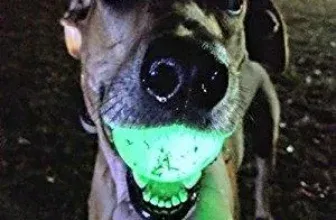 Chuckit – Max Glow Ball Medium – Phosphoreszierender Ball für Hunde (Gummiball – Größe Medium – Durchmesser 6,5 cm) 2