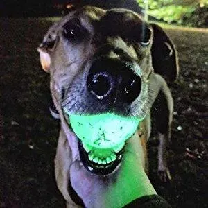 Chuckit – Max Glow Ball Medium – Phosphoreszierender Ball für Hunde (Gummiball – Größe Medium – Durchmesser 6,5 cm) für 3,59 € inkl. Prime-Versand (statt 5,49 €)