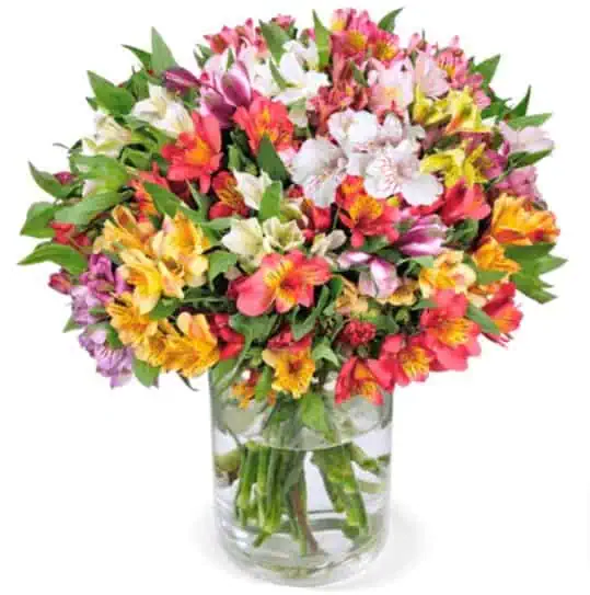 33 Inkalilien mit bis zu 200 Blüten ab 23,68 € inkl. Versand