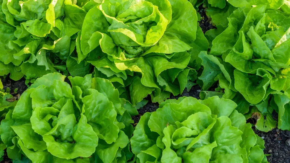 marktguru: 0,40 € Cashback auf Kopfsalat 🥗 (effektiv für 0,29 € bei REWE)