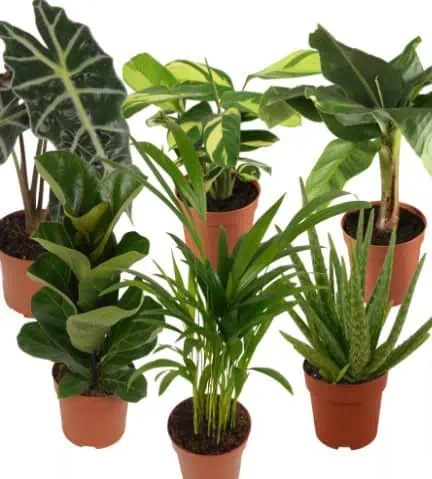 Zimmerpflanzen-Mix „Luftverbesserer“ 🌿 im 6er-Set für 22,95€ inkl. Versand (statt 30€)