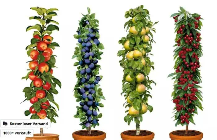 Groupon: 4er- oder 8er Säulen-Obst-Set, Kirsche, Pflaume, Apfel, Birne, inkl. Versand ab 29,69 € inkl. Versand (statt 69,99 €)