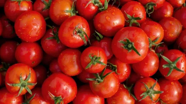 Cashback auf frische Tomaten