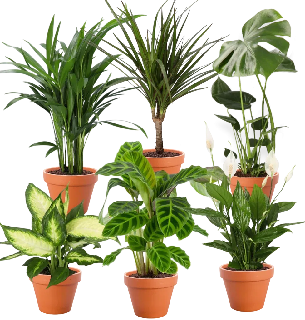 6Er-Pflanzenset (Monstera | Dieffenbachie | Einblatt | Drachenbaum | Goldfruchtpalme | Korbmarante) Für 29,48 € Inkl. Versand