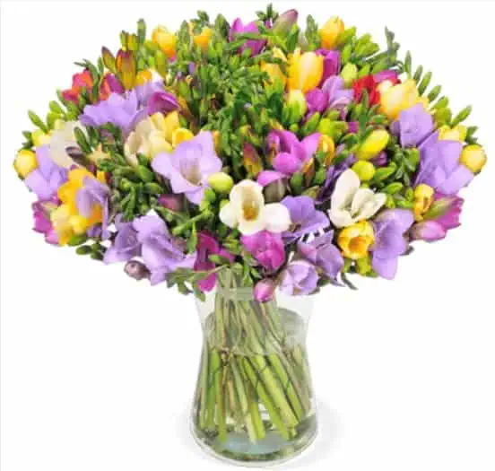 50 bunte Freesien 💐 mit bis zu 400 Blüten 50cm Länge für 29,48 € inkl. Versand