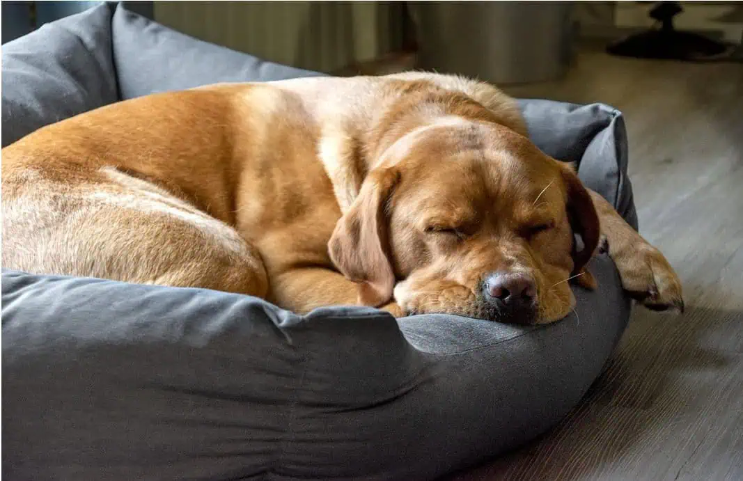 Karlie Charly, Hundebett, Dunkelgrau, 65x60x20 cm für 14,78€ inkl. Prime-Versand (statt 26,98€)