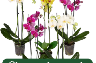 5er-Set-Bunte-Orchideen-bestellen-Farbenspiel-PflanzePlus-de