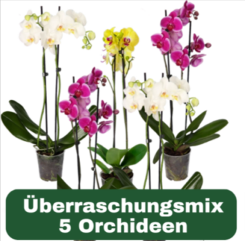 5er-Set-Bunte-Orchideen-bestellen-Farbenspiel-PflanzePlus-de