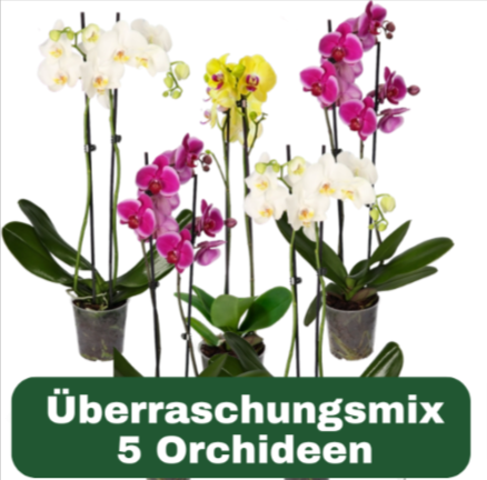 5Er-Set-Bunte-Orchideen-Bestellen-Farbenspiel-Pflanzeplus-De