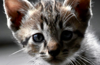 Aktion-KatzenHelfen