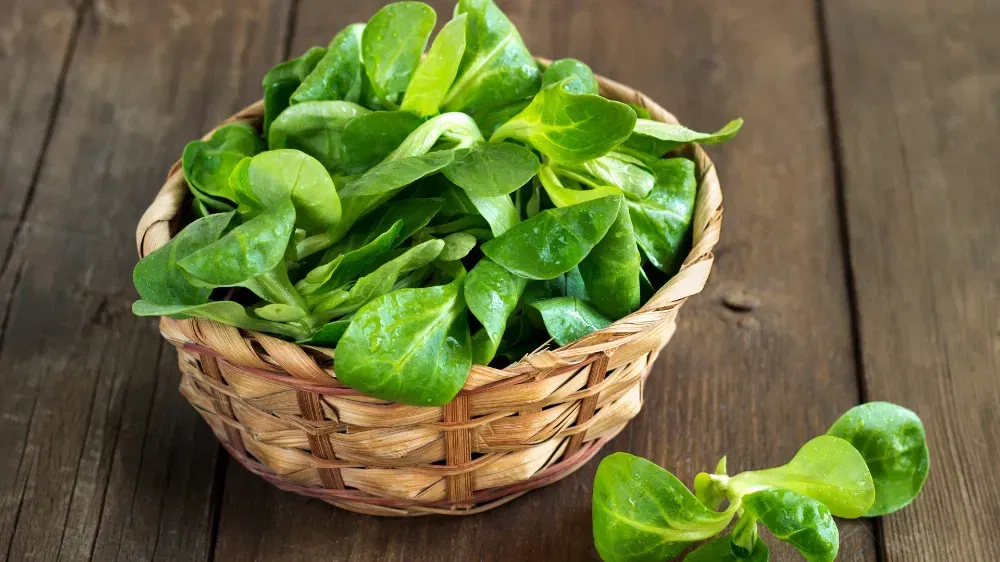 Cashback auf Feldsalat 1 Schnäppchen, Deals Und Rabattcodes Des Tages - Cashback Auf Feldsalat