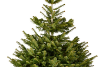 Weihnachtsbaum-Nordmanntanne-125-150-cm