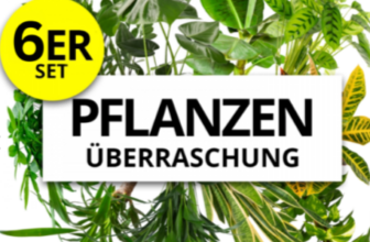 6er-Set-Pflanzenüberraschung-Zufallsmix