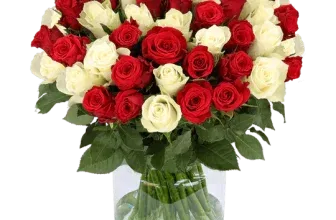 Blumenstrauß Sweet Harmony mit 50 rot-weißen Rosen ab 34,48 € inklusive Versand