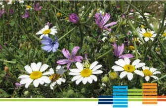 Gratis Pflanzenfibel 55 Wildpflanzen