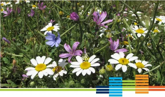 Gratis Pflanzenfibel 55 Wildpflanzen Gratis Pflanzenfibel 55 Wildpflanzen