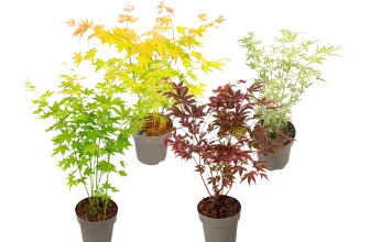 4x Fächerahorn Mix-Set 35–55 cm (Größe L Topf-Ø 15 cm) für 35,90 € inkl. Versand (statt 59,95 €)