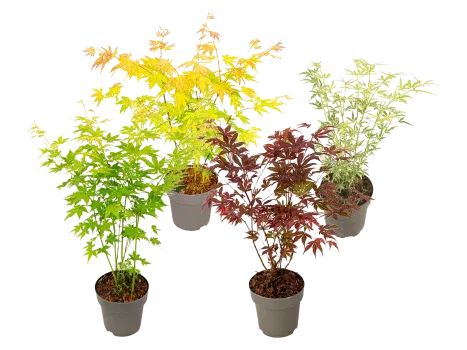 4x Fächerahorn Mix-Set 35–55 cm (Größe L Topf-Ø 15 cm) für 35,90 € inkl. Versand (statt 59,95 €)
