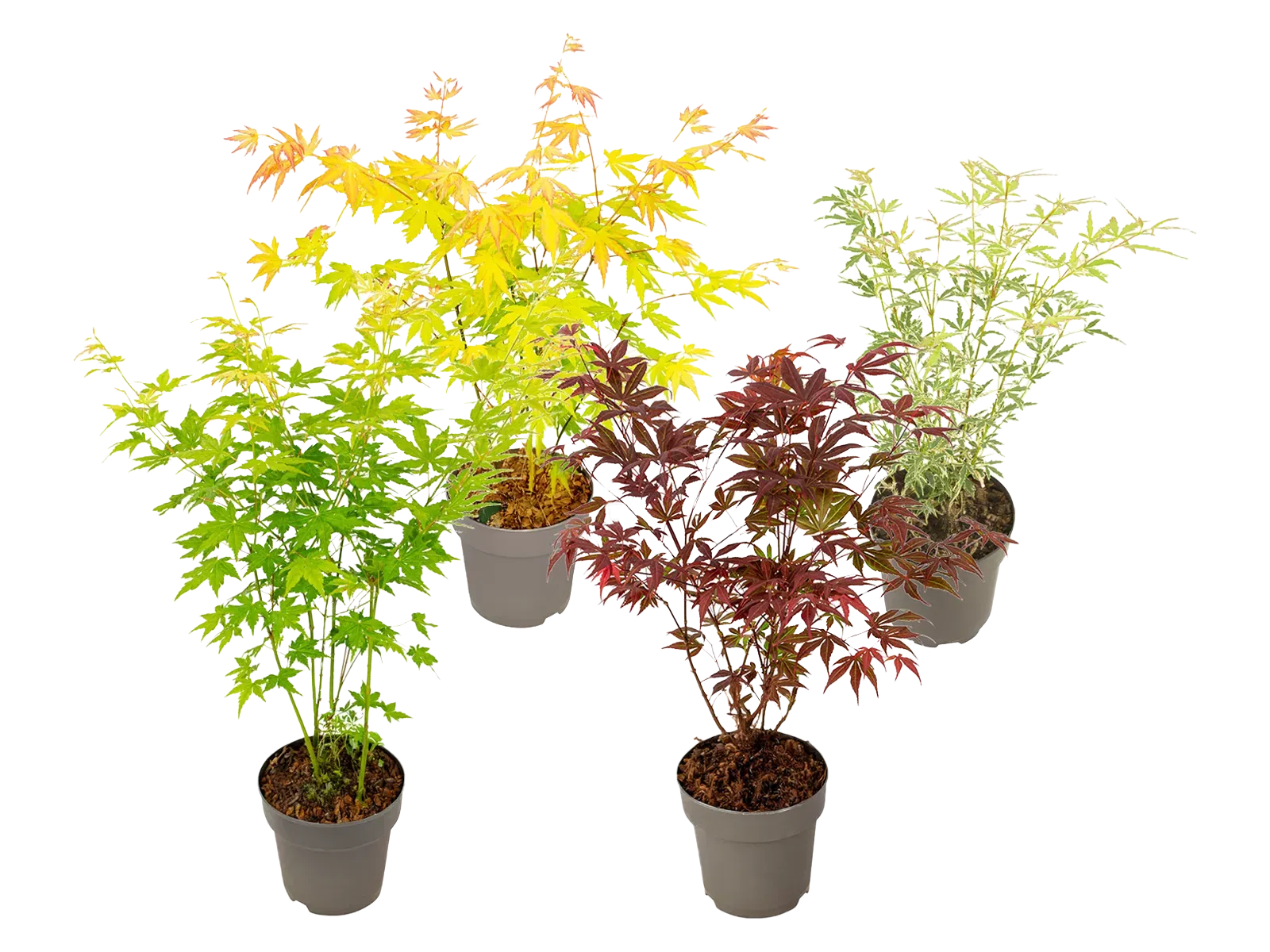 4X Faecherahorn Mix Set 35–55 Cm Groesse L Topf O 15 Cm