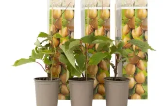 Selbstbestäubende Kiwi-Pflanzen Jenny 🥝 3er oder 6er schon ab 21,30€ (statt 35€)
