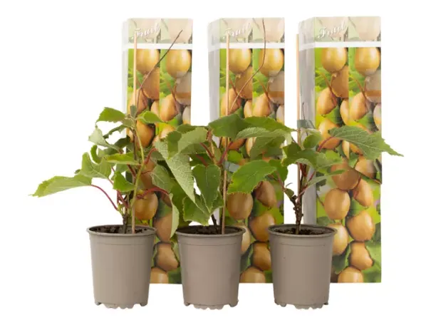 Selbstbestäubende Kiwi-Pflanzen Jenny 🥝 3er oder 6er schon ab 21,30€ (statt 35€)
