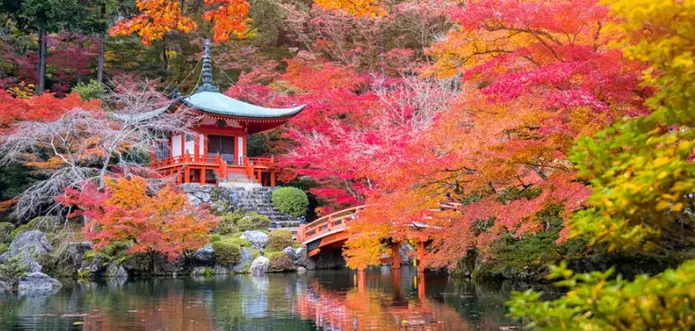 Schnäppchen, Deals Und Rabattcodes Des Tages - Bis Zu 68% Rabatt Auf 4Er-Set Japanische Ahorne