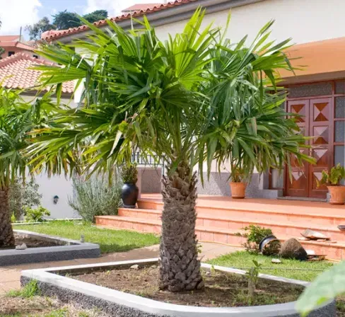 Chinesische Hanfpalme Trachycarpus