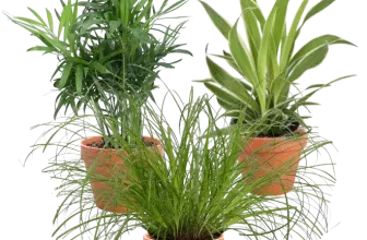3er Set Katzenfreund Bergpalme Grünlilie Katzengras (20-40cm 12 Topf) ab 16,48 € inkl. Versand