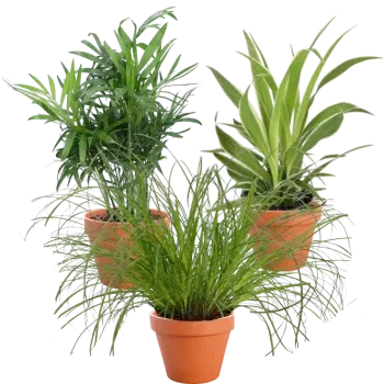 3er Set Katzenfreund Bergpalme Grünlilie Katzengras (20-40cm 12 Topf) ab 16,48 € inkl. Versand